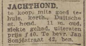 Artikel 'Jachthond' uit Rotterdamsch nieuwsblad van 24 sep 1909
